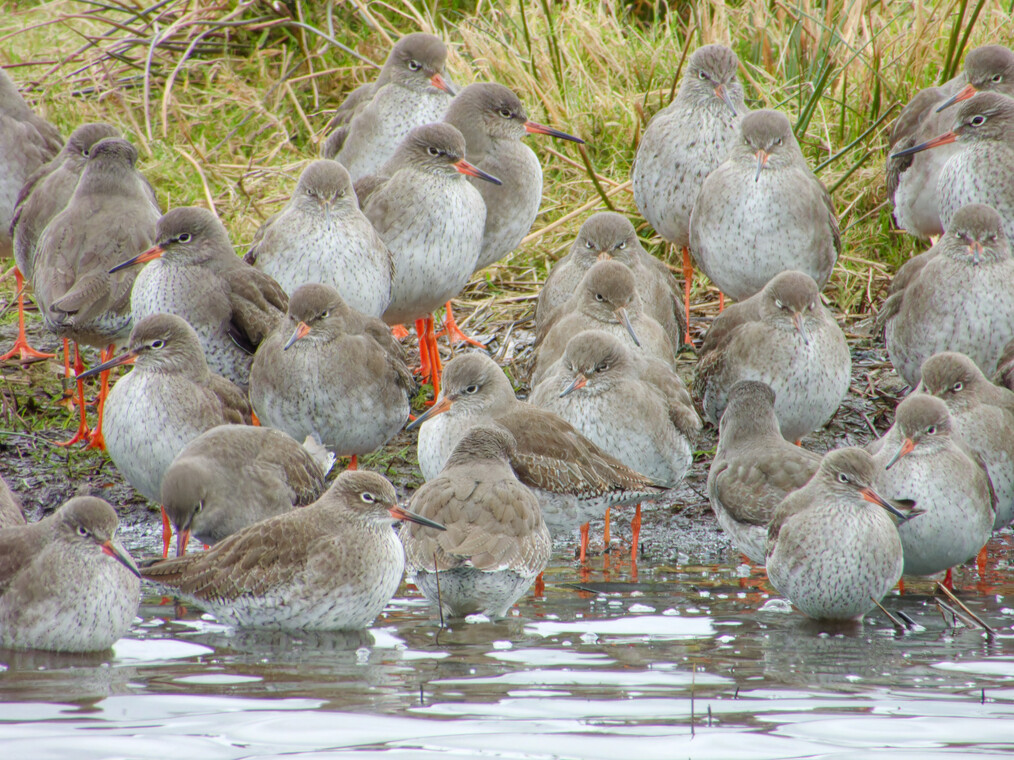 Redshank